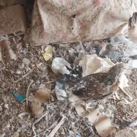 تخم مرغ نطفه دار گلین|حیوانات مزرعه|شهرضا, |دیوار