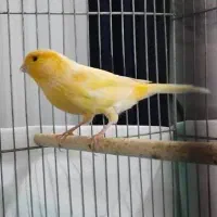 فروش قناری طلایی مست