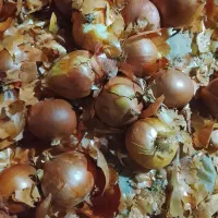 پیاز کله|خوردنی و آشامیدنی|فاروج, |دیوار