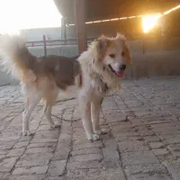 سگ برای باغچه