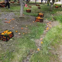 نگهبان از باغ ویلا رسیدگی باغ