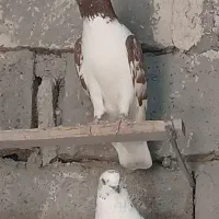 کفتر