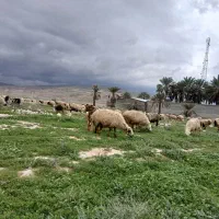 فروش ۳راس میش و۱بز قصابی