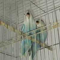 3عددکوتوله دستی رام جف مرغ عشق اسپانگل رنگین کمانی|پرنده|سبزوار, ولیعصر (نجار آباد)|دیوار