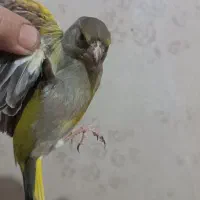 سهره سبز|پرنده|کرج, حصارک پایین|دیوار