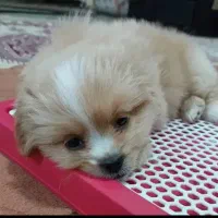 شیتزو مالتیز