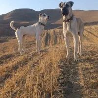 سگ گله|سگ|مشهد, رباط طرق|دیوار