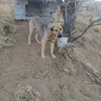 سگ .|حیوانات|حسین آباد, |دیوار