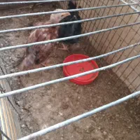 جوجه لاری خاکستری|حیوانات مزرعه|مشگین شهر, |دیوار