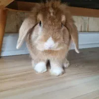 خرگوش خونگی