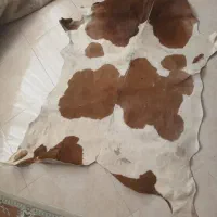 پوست گاو دو رنگ سفید و قهوه ای