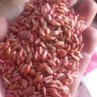 بذر تریتیکاله اصل آمریکا کالیفرنیا73وانواع بذر جو|خدمات باغبانی و درختکاری|مشهد, چاهشک|دیوار