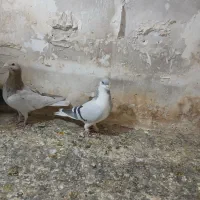 کفتر فروشی|پرنده|تاکستان, |دیوار