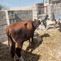 گاوفروشی شش هفت ماه که آپسته|حیوانات مزرعه|ریگ ملک, |دیوار