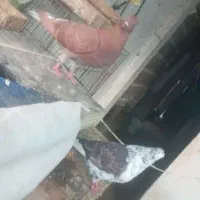 کفتره لونه اباد کن