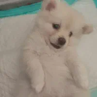 سگ پامر|سگ|برخوار, |دیوار