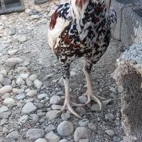 خروس|حیوانات مزرعه|بندرعباس, |دیوار