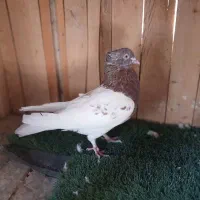 کبوتر کله ای و سرور،هم زمینی هم هوایی|پرنده|تهران, فلسطین (میدان انقلاب)|دیوار