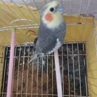 یک جفت عروس هلندی با طوطی برزیلی|پرنده|لواسان, |دیوار