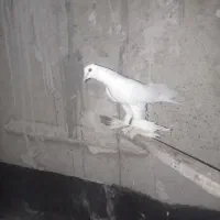 کفتر