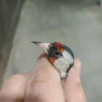 سهره|پرنده|تهران, فرحزاد|دیوار