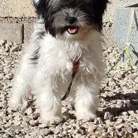 سگ شیتزو عروسکی