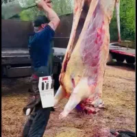 پخش گوسفند زنده در قزوین باقصاب