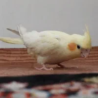 عروس هلندی|پرنده|اردبیل, |دیوار