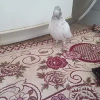 شکار شماره موبایل|پرنده|مهریز, |دیوار