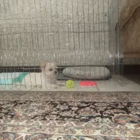 سگ نژادمالتیپو