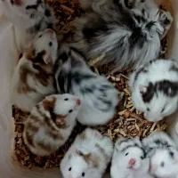 همستر نژادپشمالودست اموز رام