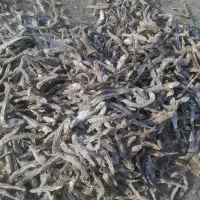 خرید تناژبالاماهی خشک درجه ۱ وفروش درجه ۲|ماهی|قشم, |دیوار