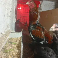 مرغ و خروس لاری افغان اصیل