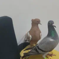 کبوتر سینه زرد و سبز پلاکی ماده|پرنده|شیراز, شیخ علی چوپان|دیوار