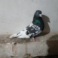 کبوتر کله سیاه