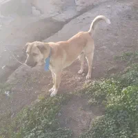 واگذاری‌  عراقی ۲ساله بشرط