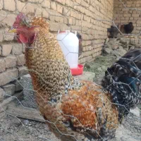 مرغ و خروس