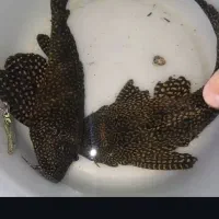 کت اسپرت لجن خوار