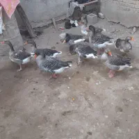 ۹عدد غاز سالم وتخم گذار|حیوانات مزرعه|سوسنگرد, |دیوار