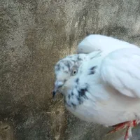 کبوتر گرفته