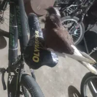 کفتر تهرانی