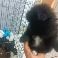 سگ پامر روباهی|سگ|یزد, |دیوار