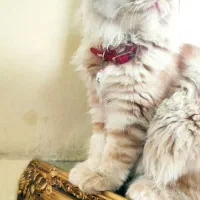 گربه پرشین|گربه|مشهد, گلبرگ|دیوار