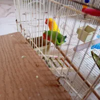 کوتوله برزیلی جفت|پرنده|سبزوار, مدرس|دیوار