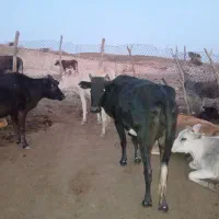 شنگول محلی چهار سال بر نمیخوره چاق و سر حال