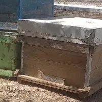 ۹ عدد کندو خالی با قاب|لوازم جانبی حیوانات|گیلان غرب, |دیوار