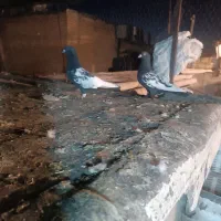 بهبونی|لوازم جانبی حیوانات|شیراز, کوشک میدان|دیوار