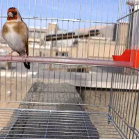 سهره باغی سر|پرنده|سنندج, |دیوار