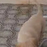 سگ نژاد میکس