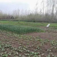 8هزار-متر-زمین-باغی-دارای-پروانه-گل-گیاه